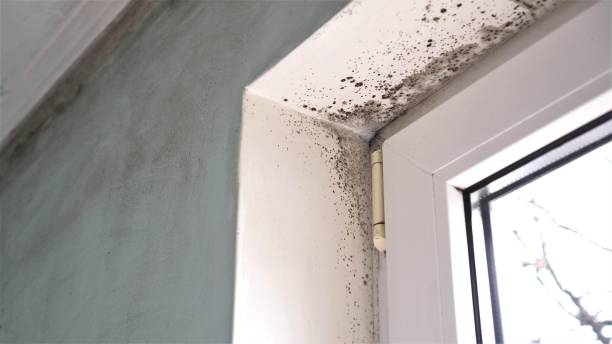 Best Professional Mold Removal  in Middle Island, NY