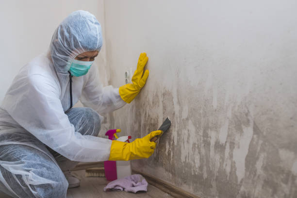 Best Mold Testing  in Middle Island, NY