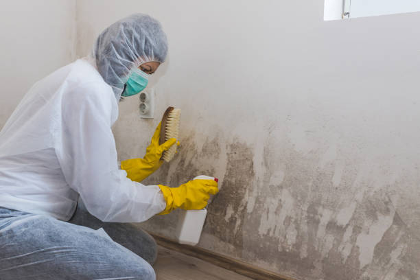 Best Best Mold Removal Companies  in Middle Island, NY