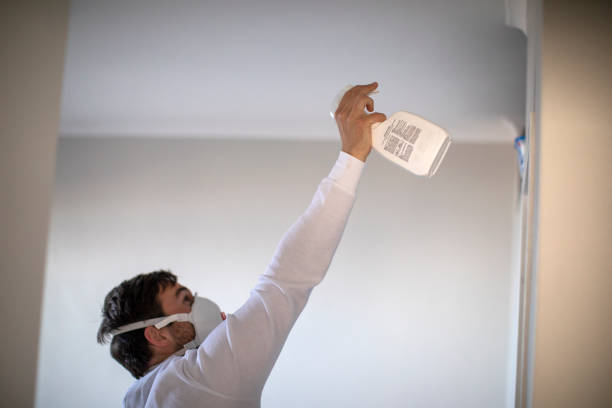 Best Mold Removal Company Near Me  in Middle Island, NY