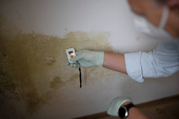 Best Residential Mold Removal  in Middle Island, NY