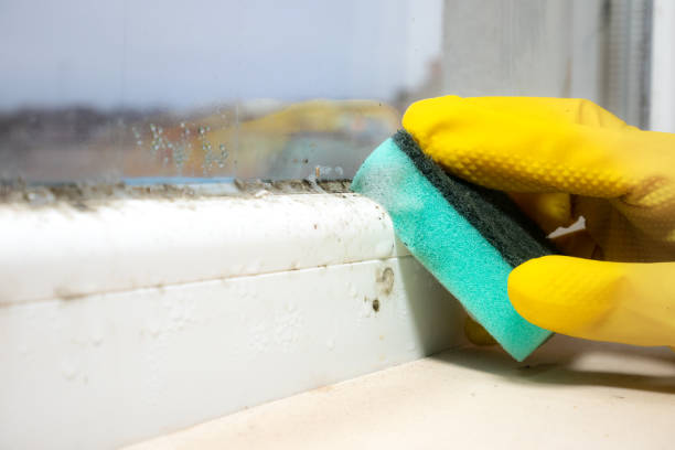 Reliable Middle Island, NY Mold Removal Solutions