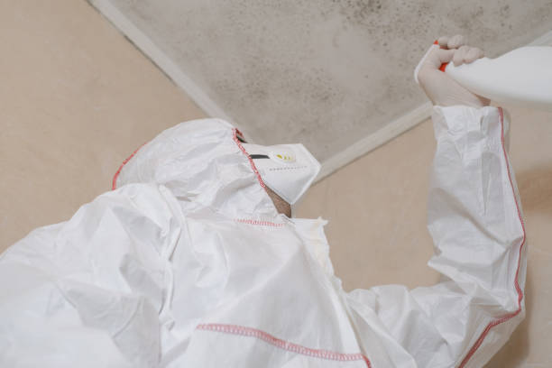 Best Home Mold Removal  in Middle Island, NY