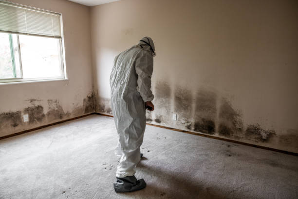 Crawl Space Mold Removal in Middle Island, NY
