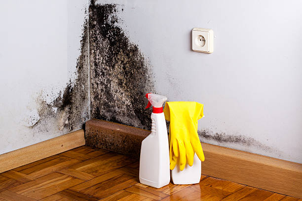Best Toxic Mold Removal  in Middle Island, NY