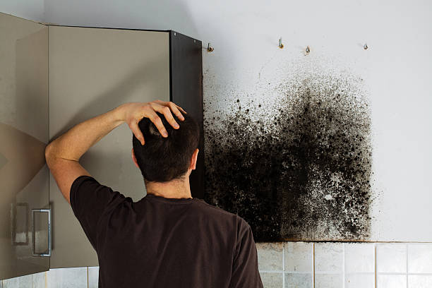 Best Certified Mold Removal  in Middle Island, NY