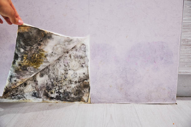 Best Office Mold Removal Services  in Middle Island, NY